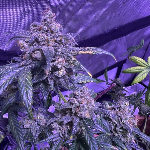 Bobby D’s Zkittlez growlog timeline photo