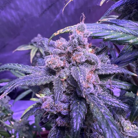 Bobby D’s Zkittlez growlog timeline photo