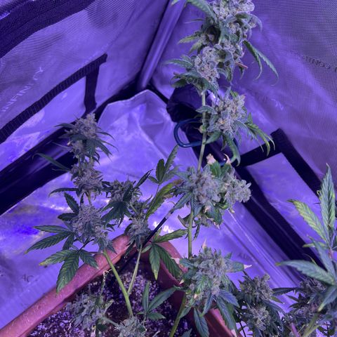 Bobby D’s Zkittlez growlog timeline photo