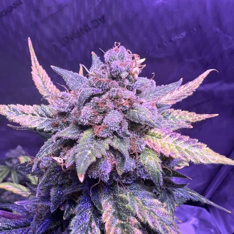 Bobby D’s Zkittlez growlog timeline photo