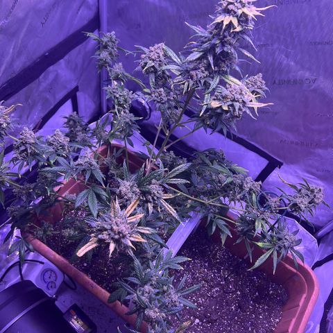 Bobby D’s Zkittlez growlog timeline photo