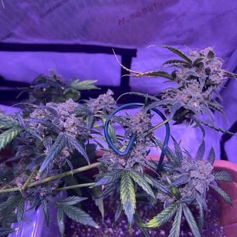 Bobby D’s Zkittlez growlog timeline photo