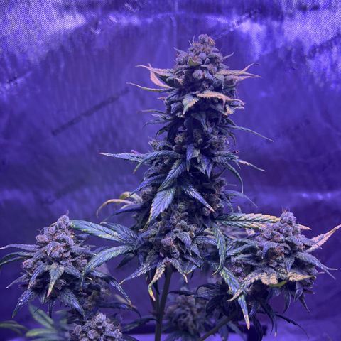 Bobby D’s Zkittlez growlog timeline photo