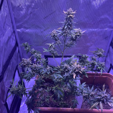Bobby D’s Zkittlez growlog timeline photo