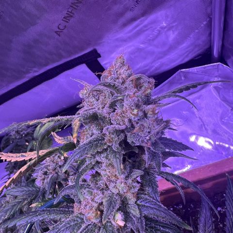 Bobby D’s Zkittlez growlog timeline photo