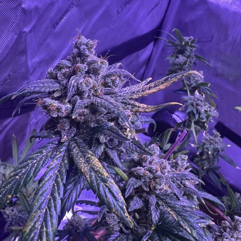 Bobby D’s Zkittlez growlog timeline photo