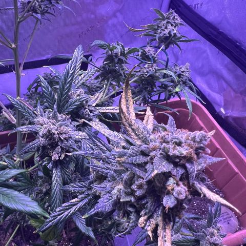 Bobby D’s Zkittlez growlog timeline photo