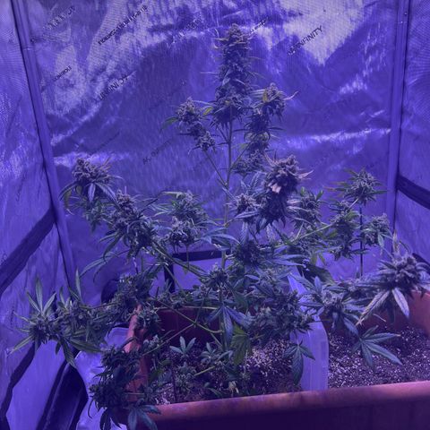 Bobby D’s Zkittlez growlog timeline photo