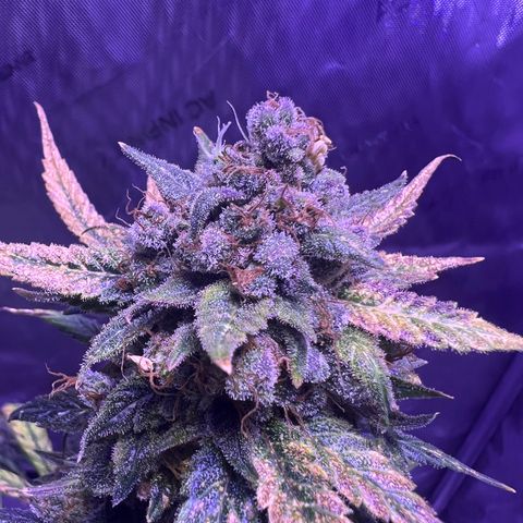 Bobby D’s Zkittlez growlog timeline photo