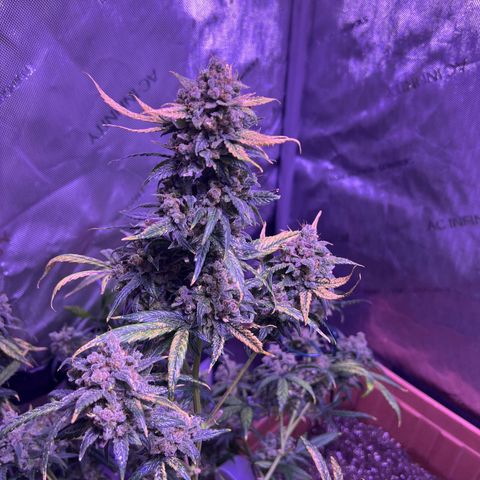 Bobby D’s Zkittlez growlog timeline photo