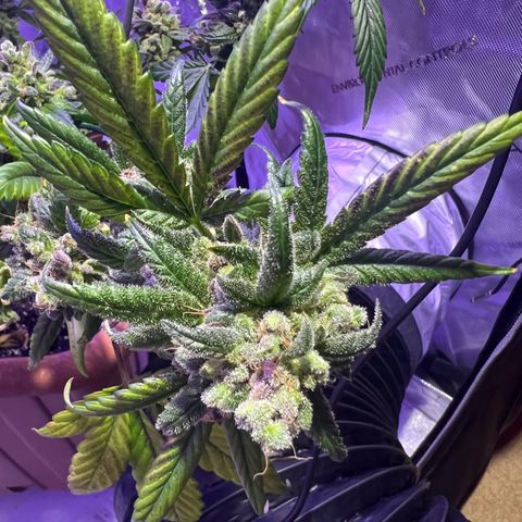 Bobby D’s Zkittlez growlog timeline photo