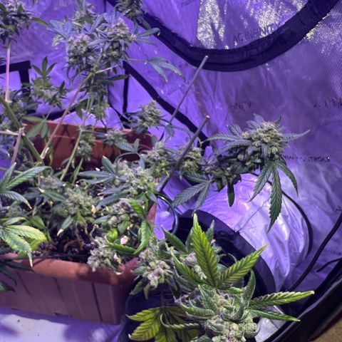 Bobby D’s Zkittlez growlog timeline photo