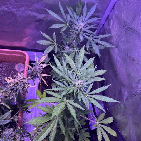 Bobby D’s Zkittlez growlog timeline photo