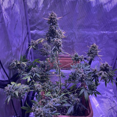 Bobby D’s Zkittlez growlog timeline photo