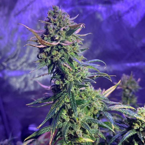 Bobby D’s Zkittlez growlog timeline photo