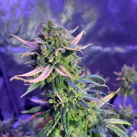 Bobby D’s Zkittlez growlog timeline photo