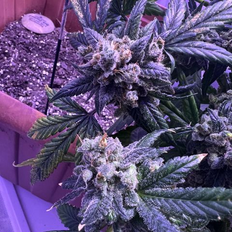 Bobby D’s Zkittlez growlog timeline photo