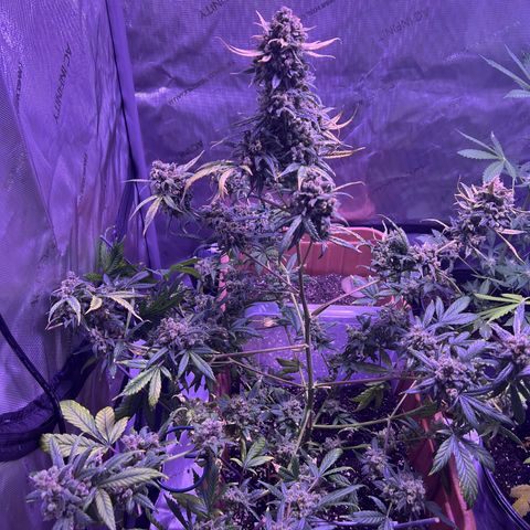 Bobby D’s Zkittlez growlog timeline photo