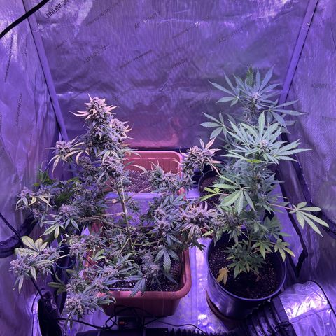 Bobby D’s Zkittlez growlog timeline photo