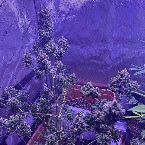 Bobby D’s Zkittlez growlog timeline photo