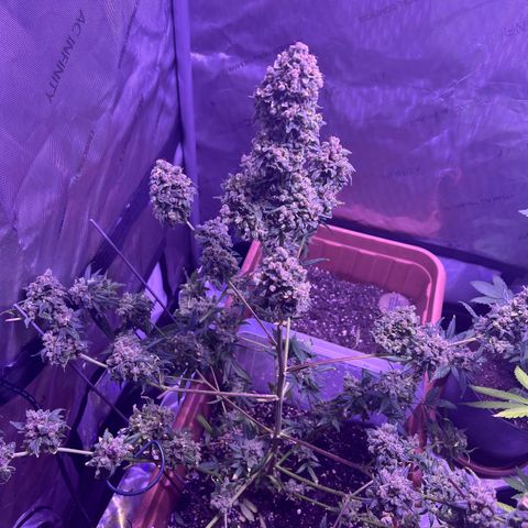 Bobby D’s Zkittlez growlog timeline photo