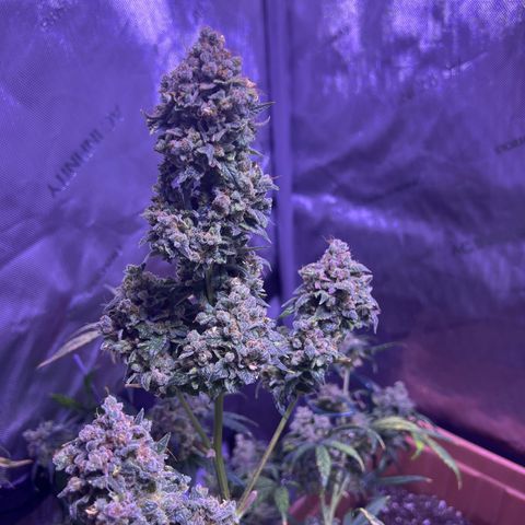 Bobby D’s Zkittlez growlog timeline photo