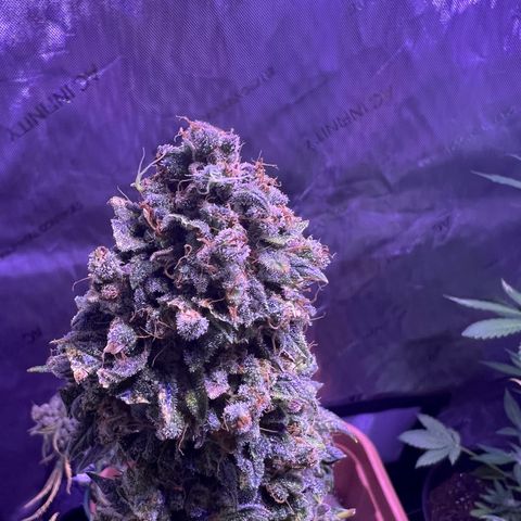 Bobby D’s Zkittlez growlog timeline photo