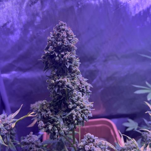 Bobby D’s Zkittlez growlog timeline photo