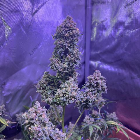 Bobby D’s Zkittlez growlog timeline photo