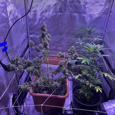 Bobby D’s Zkittlez growlog timeline photo
