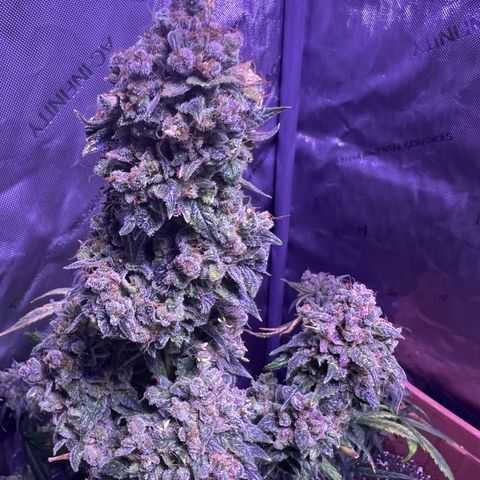 Bobby D’s Zkittlez growlog timeline photo