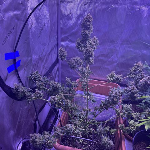 Bobby D’s Zkittlez growlog timeline photo