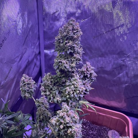 Bobby D’s Zkittlez growlog timeline photo