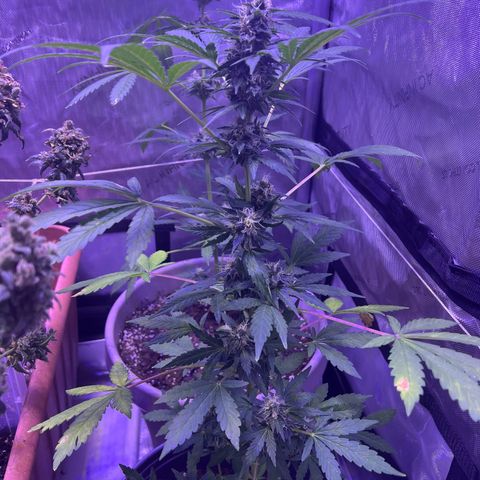 Bobby D’s Zkittlez growlog timeline photo