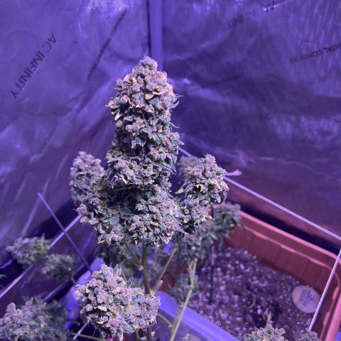 Bobby D’s Zkittlez growlog timeline photo