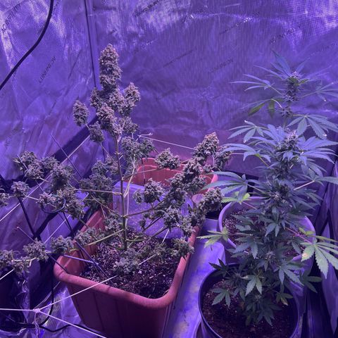 Bobby D’s Zkittlez growlog timeline photo