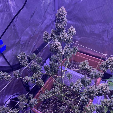 Bobby D’s Zkittlez growlog timeline photo