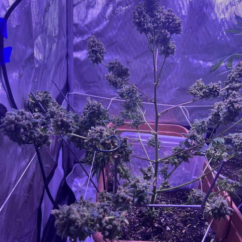 Bobby D’s Zkittlez growlog timeline photo