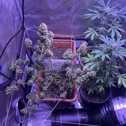 Bobby D’s Zkittlez growlog timeline photo