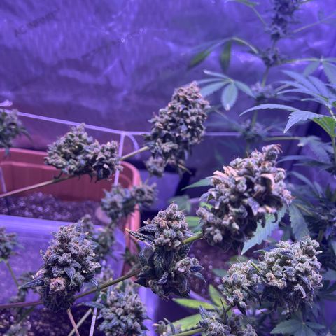 Bobby D’s Zkittlez growlog timeline photo