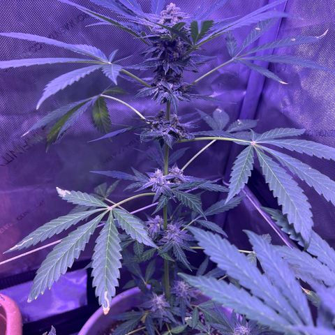 Bobby D’s Zkittlez growlog timeline photo