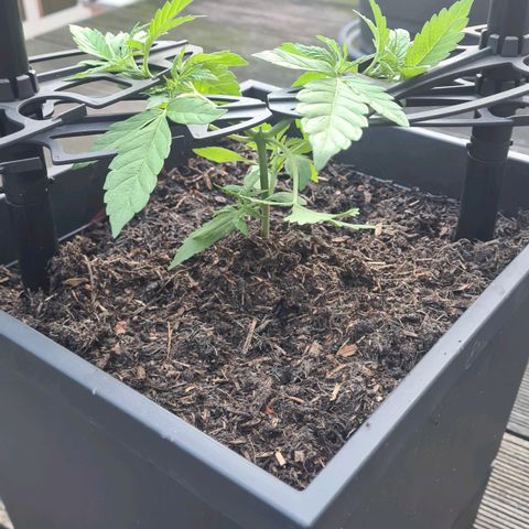 Tina Trainwreck  growlog timeline photo