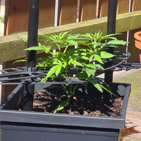 Tina Trainwreck  growlog timeline photo