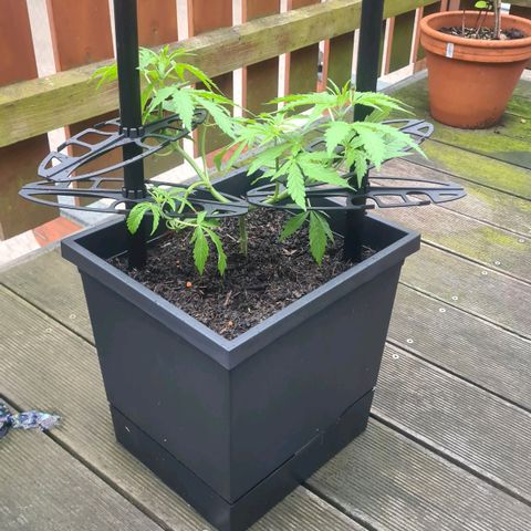 Tina Trainwreck  growlog timeline photo