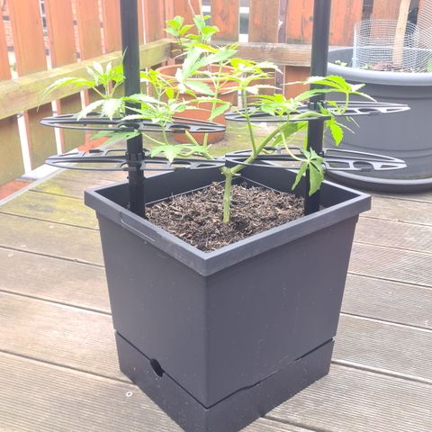 Tina Trainwreck  growlog timeline photo