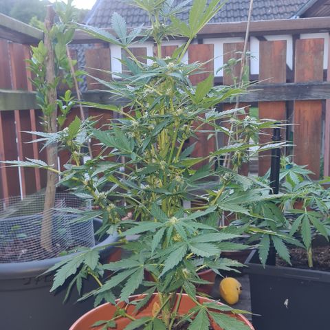 Nelly NL growlog timeline photo