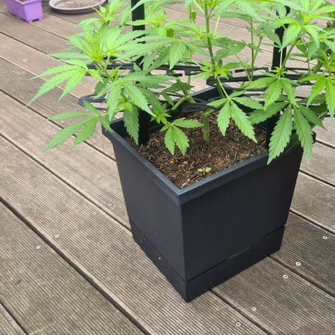 Tina Trainwreck  growlog timeline photo