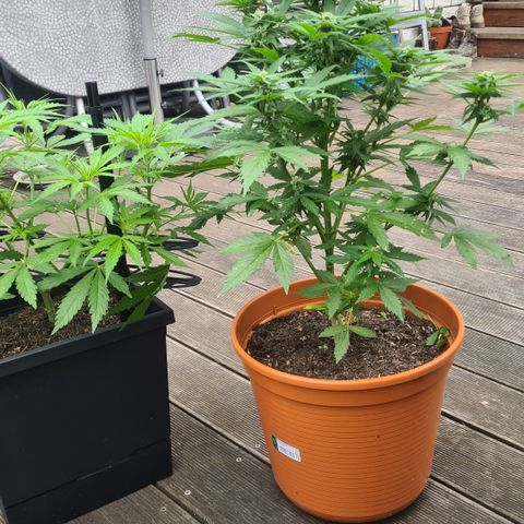 Nelly NL growlog timeline photo