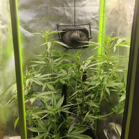 Tina Trainwreck  growlog timeline photo