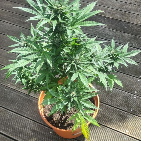 Nelly NL growlog timeline photo